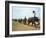 Line of Elephants in a Soccer Team During November Elephant Round-Up Festival, Surin City, Thailand-Alain Evrard-Framed Photographic Print