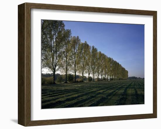 Line of Poplar Trees at Moyland - Germany-Florian Monheim-Framed Photographic Print