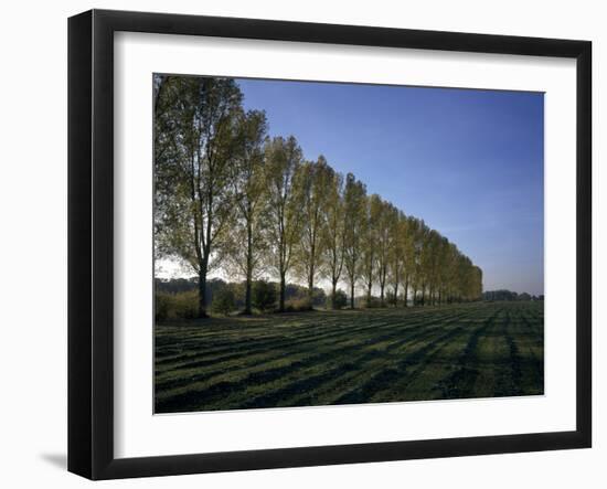 Line of Poplar Trees at Moyland - Germany-Florian Monheim-Framed Photographic Print