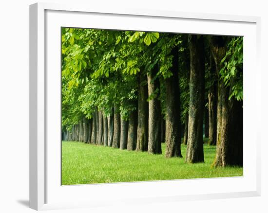 Line of Trees, Touraine, Centre, France, Europe-Sylvain Grandadam-Framed Photographic Print