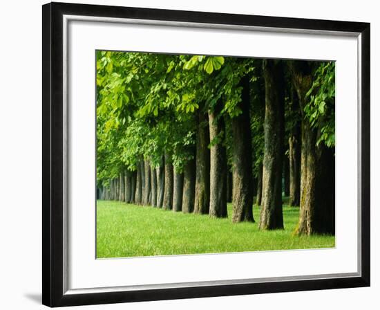 Line of Trees, Touraine, Centre, France, Europe-Sylvain Grandadam-Framed Photographic Print