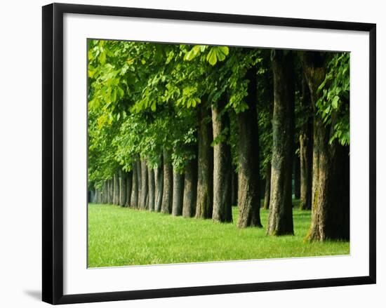 Line of Trees, Touraine, Centre, France, Europe-Sylvain Grandadam-Framed Photographic Print