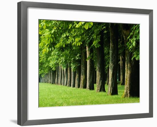 Line of Trees, Touraine, Centre, France, Europe-Sylvain Grandadam-Framed Photographic Print