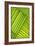 Line Study Green-Charles McMullen-Framed Art Print