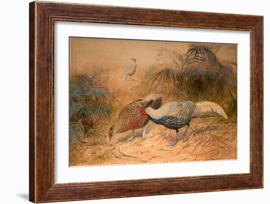 Lineated Kaleege (Euplpcamus Lineatus), C.1851-76-Joseph Wolf-Framed Giclee Print