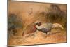 Lineated Kaleege (Euplpcamus Lineatus), C.1851-76-Joseph Wolf-Mounted Giclee Print