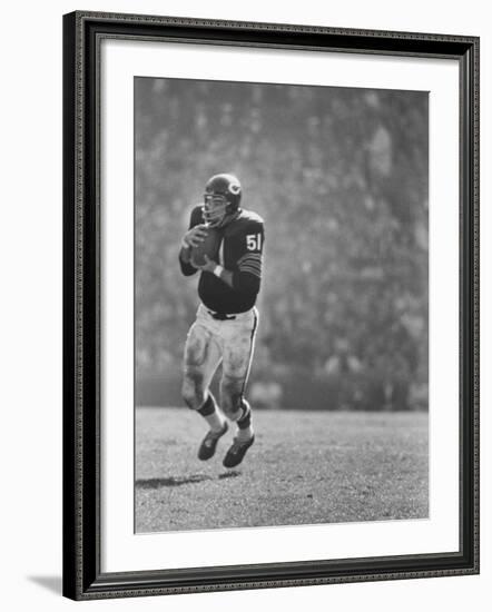 Linebacker for the Bears Dick Butkus-Bill Eppridge-Framed Premium Photographic Print