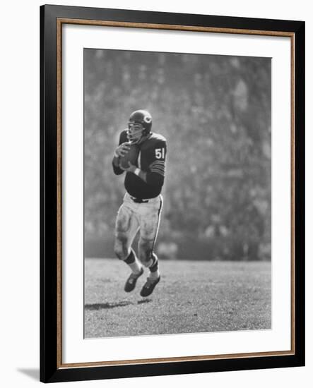 Linebacker for the Bears Dick Butkus-Bill Eppridge-Framed Premium Photographic Print