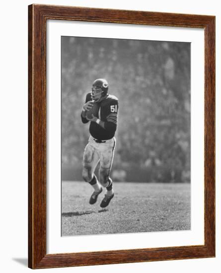 Linebacker for the Bears Dick Butkus-Bill Eppridge-Framed Premium Photographic Print