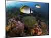 Lined Butterflyfish Swim Over Reef Corals, Komodo National Park, Indonesia-Jones-Shimlock-Mounted Photographic Print