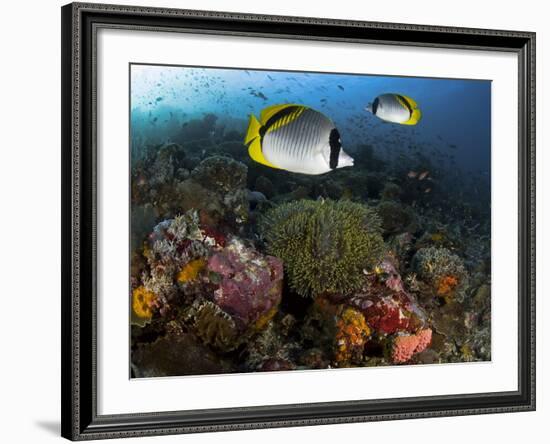 Lined Butterflyfish Swim Over Reef Corals, Komodo National Park, Indonesia-Jones-Shimlock-Framed Photographic Print