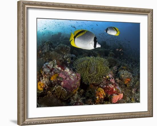 Lined Butterflyfish Swim Over Reef Corals, Komodo National Park, Indonesia-Jones-Shimlock-Framed Photographic Print