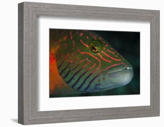 Lined Cheeked Wrasse (Oxycheilinus Digrammus), Rainbow Reef, Fiji-Pete Oxford-Framed Photographic Print