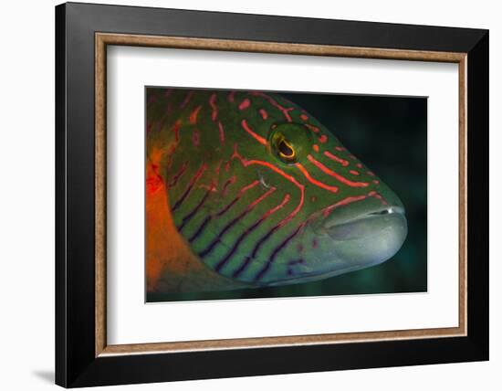 Lined Cheeked Wrasse (Oxycheilinus Digrammus), Rainbow Reef, Fiji-Pete Oxford-Framed Photographic Print