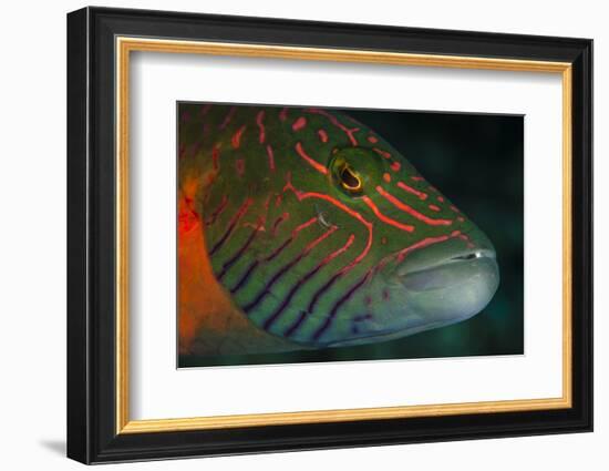 Lined Cheeked Wrasse (Oxycheilinus Digrammus), Rainbow Reef, Fiji-Pete Oxford-Framed Photographic Print