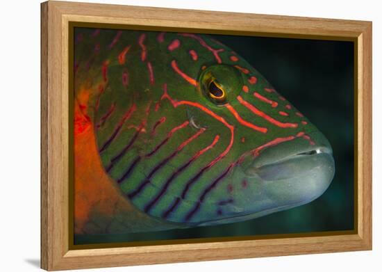 Lined Cheeked Wrasse (Oxycheilinus Digrammus), Rainbow Reef, Fiji-Pete Oxford-Framed Premier Image Canvas