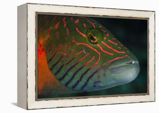 Lined Cheeked Wrasse (Oxycheilinus Digrammus), Rainbow Reef, Fiji-Pete Oxford-Framed Premier Image Canvas