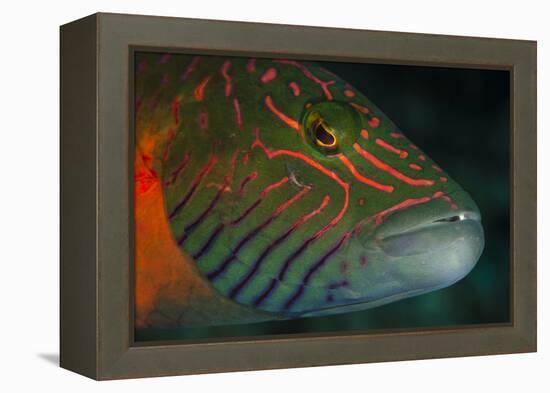 Lined Cheeked Wrasse (Oxycheilinus Digrammus), Rainbow Reef, Fiji-Pete Oxford-Framed Premier Image Canvas