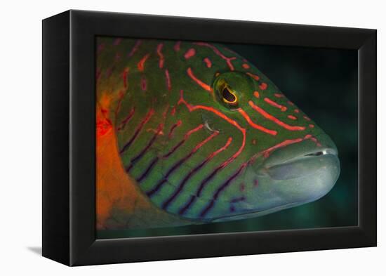 Lined Cheeked Wrasse (Oxycheilinus Digrammus), Rainbow Reef, Fiji-Pete Oxford-Framed Premier Image Canvas