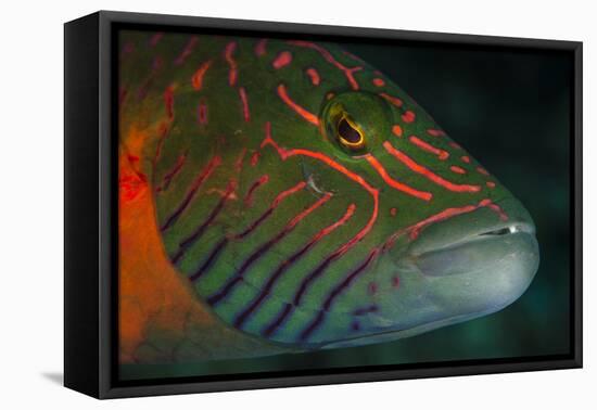 Lined Cheeked Wrasse (Oxycheilinus Digrammus), Rainbow Reef, Fiji-Pete Oxford-Framed Premier Image Canvas