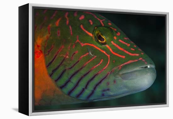 Lined Cheeked Wrasse (Oxycheilinus Digrammus), Rainbow Reef, Fiji-Pete Oxford-Framed Premier Image Canvas