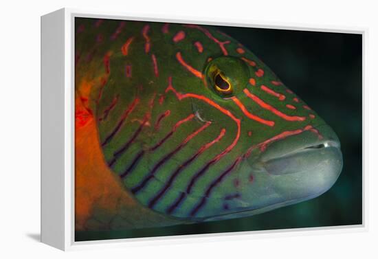 Lined Cheeked Wrasse (Oxycheilinus Digrammus), Rainbow Reef, Fiji-Pete Oxford-Framed Premier Image Canvas