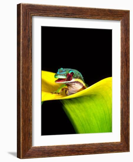 Lined Day Gecko, Native to Madagascar-David Northcott-Framed Photographic Print