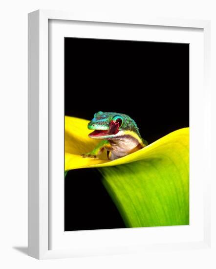 Lined Day Gecko, Native to Madagascar-David Northcott-Framed Photographic Print