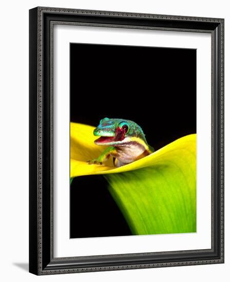 Lined Day Gecko, Native to Madagascar-David Northcott-Framed Photographic Print