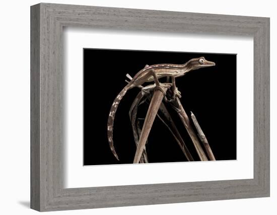 Lined Leaf-Tailed Gecko (Uroplatus Lineatus) Showing Darker Nocturnal Colouration-Alex Hyde-Framed Photographic Print