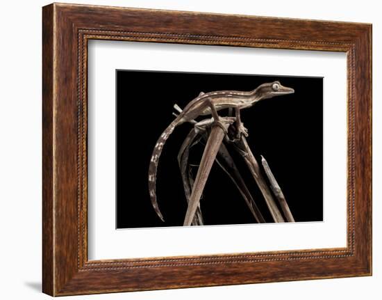 Lined Leaf-Tailed Gecko (Uroplatus Lineatus) Showing Darker Nocturnal Colouration-Alex Hyde-Framed Photographic Print