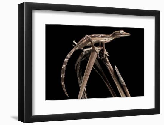 Lined Leaf-Tailed Gecko (Uroplatus Lineatus) Showing Darker Nocturnal Colouration-Alex Hyde-Framed Photographic Print