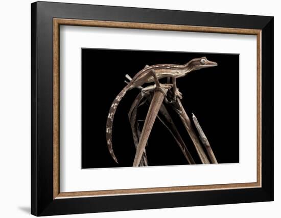 Lined Leaf-Tailed Gecko (Uroplatus Lineatus) Showing Darker Nocturnal Colouration-Alex Hyde-Framed Photographic Print