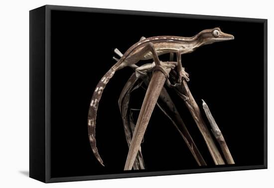 Lined Leaf-Tailed Gecko (Uroplatus Lineatus) Showing Darker Nocturnal Colouration-Alex Hyde-Framed Premier Image Canvas