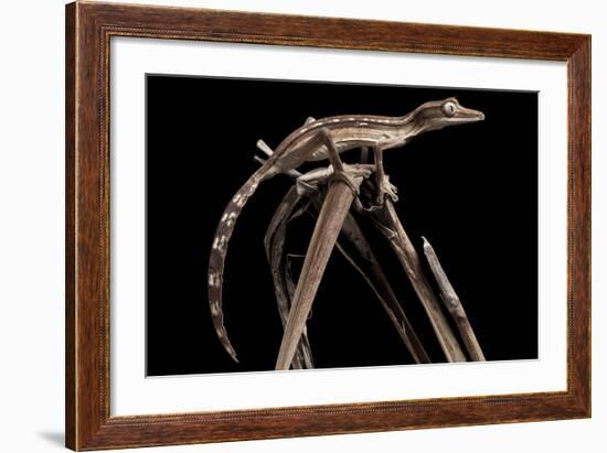 Lined Leaf-Tailed Gecko (Uroplatus Lineatus) Showing Darker Nocturnal Colouration-Alex Hyde-Framed Photographic Print