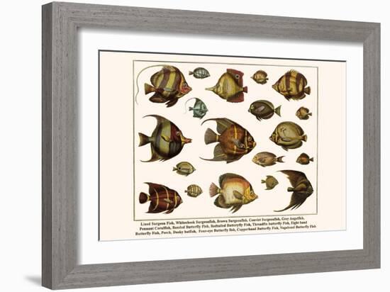 Lined Surgeon Fish, Whitecheek Surgeonfish, Brown Surgeonfish, Convict Surgeonfish, etc.-Albertus Seba-Framed Art Print