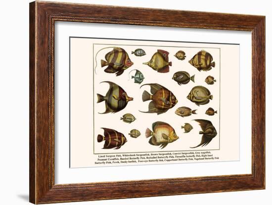 Lined Surgeon Fish, Whitecheek Surgeonfish, Brown Surgeonfish, Convict Surgeonfish, etc.-Albertus Seba-Framed Art Print