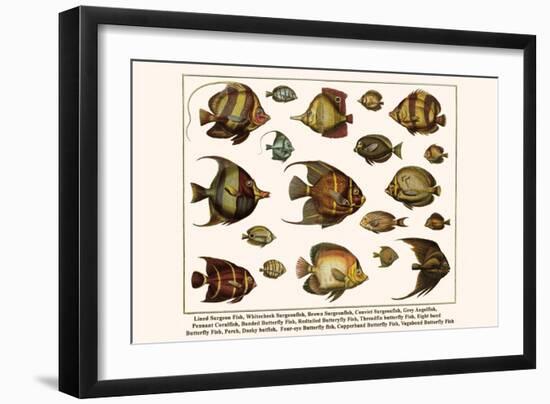 Lined Surgeon Fish, Whitecheek Surgeonfish, Brown Surgeonfish, Convict Surgeonfish, etc.-Albertus Seba-Framed Art Print