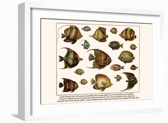 Lined Surgeon Fish, Whitecheek Surgeonfish, Brown Surgeonfish, Convict Surgeonfish, etc.-Albertus Seba-Framed Art Print