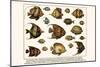 Lined Surgeon Fish, Whitecheek Surgeonfish, Brown Surgeonfish, Convict Surgeonfish, etc.-Albertus Seba-Mounted Art Print