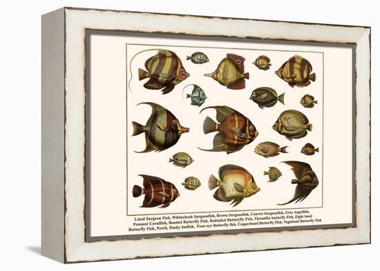 Lined Surgeon Fish, Whitecheek Surgeonfish, Brown Surgeonfish, Convict Surgeonfish, etc.-Albertus Seba-Framed Stretched Canvas