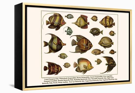 Lined Surgeon Fish, Whitecheek Surgeonfish, Brown Surgeonfish, Convict Surgeonfish, etc.-Albertus Seba-Framed Stretched Canvas