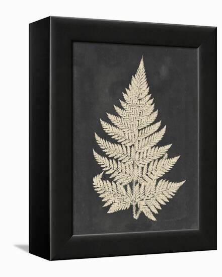 Linen Fern I-Vision Studio-Framed Stretched Canvas