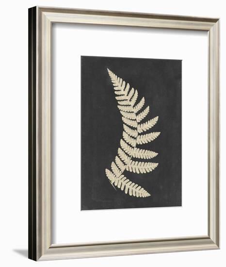 Linen Fern IV-Vision Studio-Framed Art Print