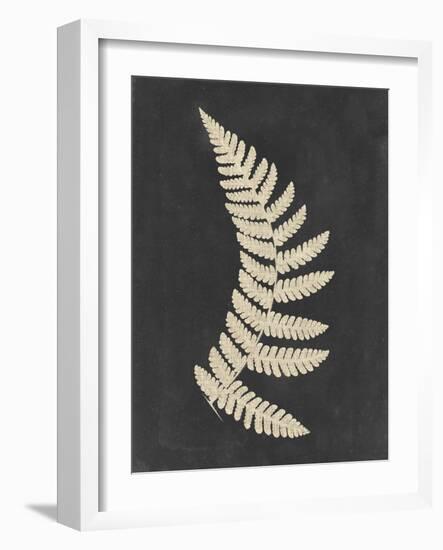 Linen Fern IV-Vision Studio-Framed Art Print