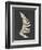 Linen Fern IV-Vision Studio-Framed Premium Giclee Print