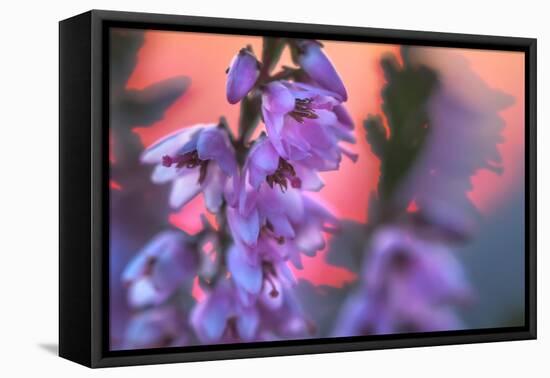 Ling Heather with sun setting behind, UK-Alex Hyde-Framed Premier Image Canvas