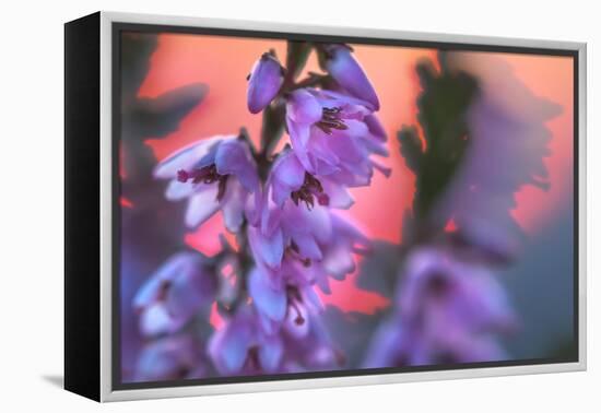Ling Heather with sun setting behind, UK-Alex Hyde-Framed Premier Image Canvas