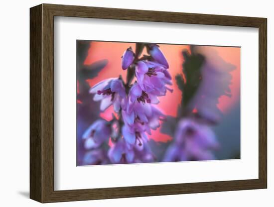 Ling Heather with sun setting behind, UK-Alex Hyde-Framed Photographic Print