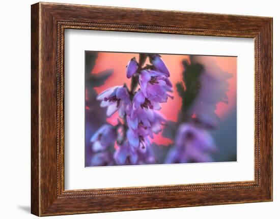 Ling Heather with sun setting behind, UK-Alex Hyde-Framed Photographic Print